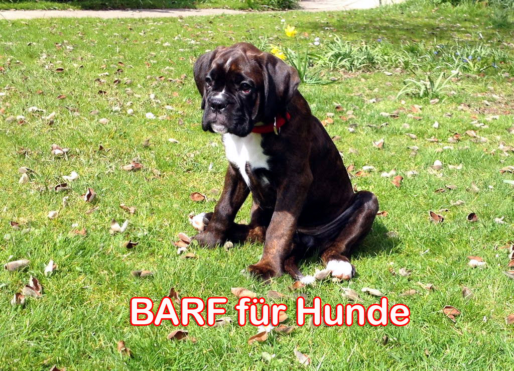 BARF für Hunde – Biologisch Artgerechte Rohfütterung BARF für Hunde – Biologisch Artgerechte Rohfütterung